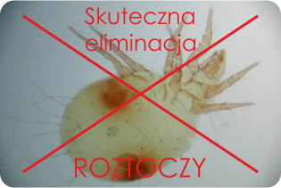 Eliminacja roztoczy Kraków